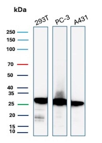 RPS23 Antibody (YWHAE/8636R) - Azide and BSA Free Western Blot: RPS23 Antibody (YWHAE/8636R) - Azide and BSA Free [NBP3-24229] -