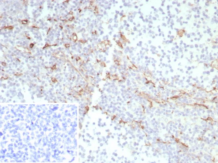 CD163 Antibody (rM130/8820) - Azide and BSA Free Immunohistochemistry-Paraffin: CD163 Antibody (rM130/8820) - Azide and BSA Free [NBP3-24230] -