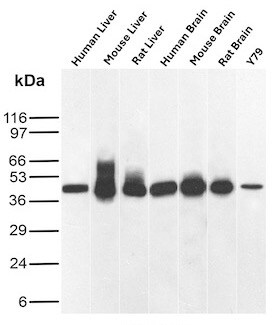 Glutamine Synthetase Antibody (rGLUL/8621) - Azide and BSA Free Western Blot: Glutamine Synthetase Antibody (rGLUL/8621) - Azide and BSA Free [NBP3-24286] -