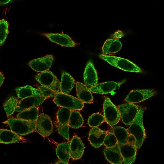 SFMBT2 Antibody (PCRP-SFMBT2-2E12) - Azide and BSA Free Immunocytochemistry/ Immunofluorescence: SFMBT2 Antibody (PCRP-SFMBT2-2E12) - Azide and BSA Free [NBP3-24307] -