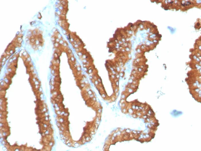 CD63 Antibody (LAMP3/8248R) - Azide and BSA Free Immunohistochemistry-Paraffin: CD63 Antibody (LAMP3/8248R) - Azide and BSA Free [NBP3-24325] -