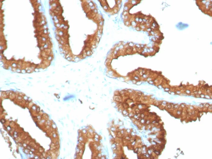 CD63 Antibody (LAMP3/8678R) - Azide and BSA Free Immunohistochemistry-Paraffin: CD63 Antibody (LAMP3/8678R) - Azide and BSA Free [NBP3-24328] -