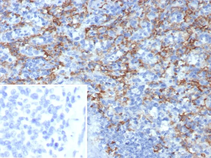 CD163L1 Antibody (CD163L1/7974) - Azide and BSA Free Immunohistochemistry-Paraffin: CD163L1 Antibody (CD163L1/7974) - Azide and BSA Free [NBP3-24337] -