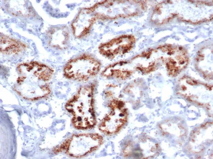 RBP4/Retinol-Binding Protein 4 Antibody (RBP4/4046) - Azide and BSA Free Immunohistochemistry-Paraffin: RBP4/Retinol-Binding Protein 4 Antibody (RBP4/4046) - Azide and BSA Free [NBP3-24345] -