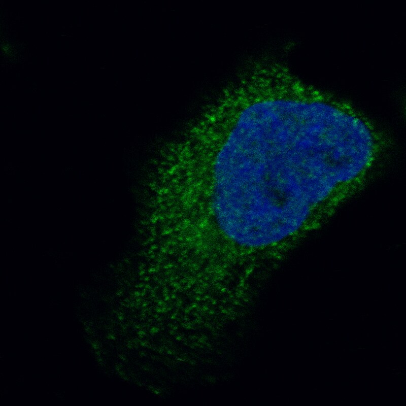 Troponin T Type 2 (cardiac) Antibody (CL13403) - BSA Free Immunocytochemistry/ Immunofluorescence: Troponin T Type 2 (cardiac) Antibody (CL13403) [NBP3-24557]