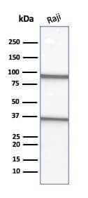 CD20 Antibody (L26)