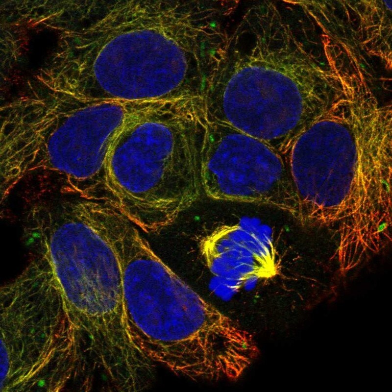 CFAP99 Antibody Immunocytochemistry/Immunofluorescence: CFAP99 Antibody [NBP3-24693]