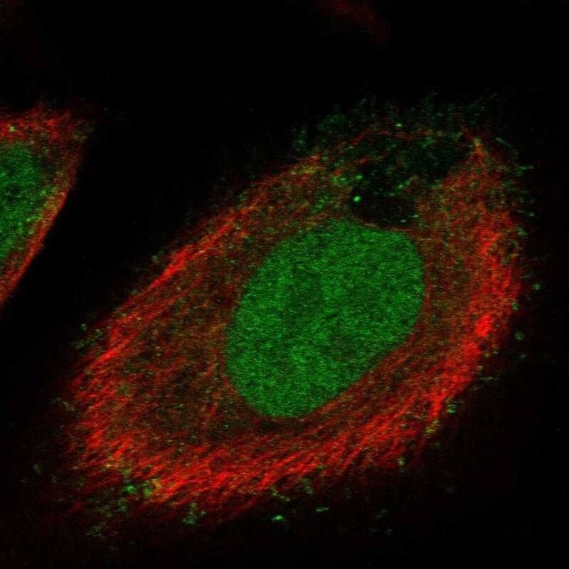 C20orf173 Antibody Immunocytochemistry/Immunofluorescence: C20orf173 Antibody [NBP3-24700]