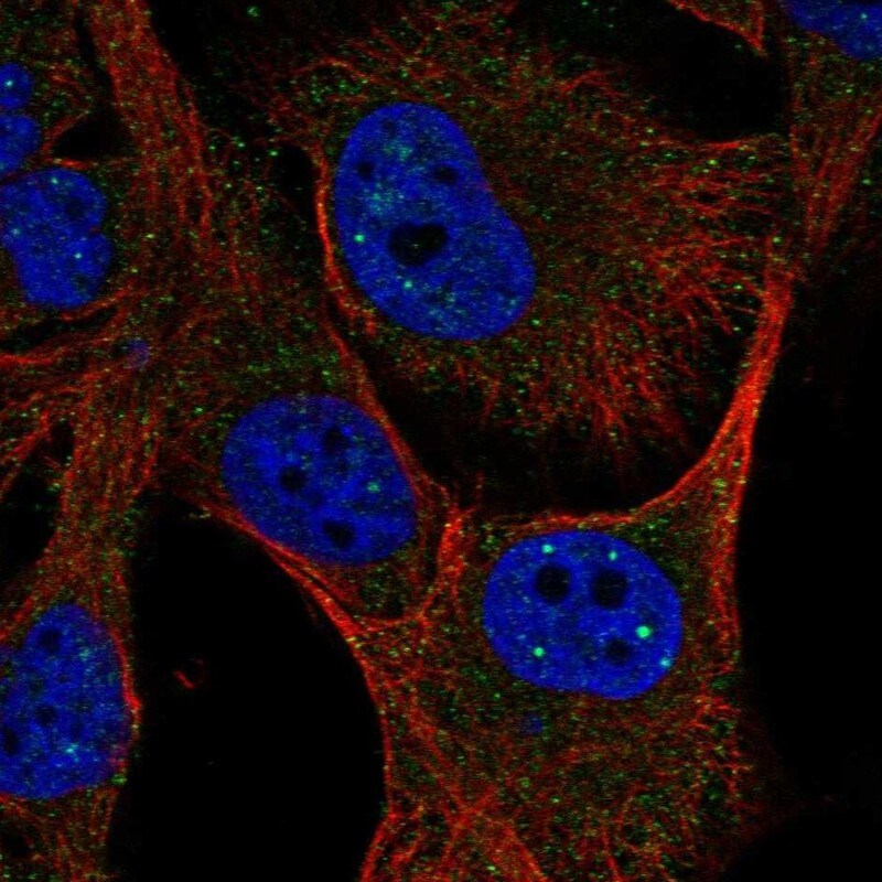 C4orf54 Antibody Immunocytochemistry/Immunofluorescence: C4orf54 Antibody [NBP3-24703]