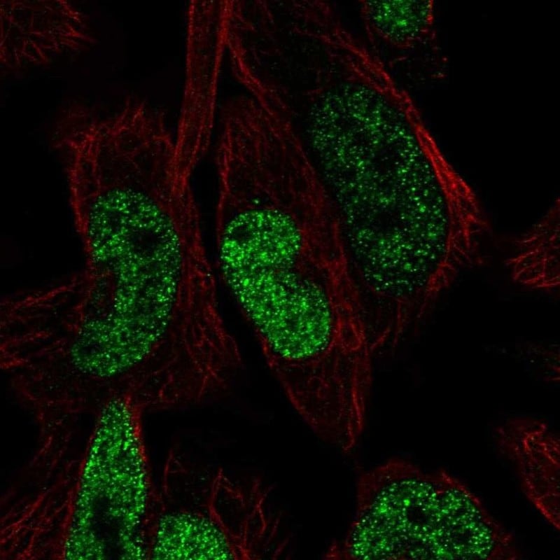 FGGY carbohydrate kinase domain containing Antibody Immunocytochemistry/Immunofluorescence: FGGY carbohydrate kinase domain containing Antibody [NBP3-24712]