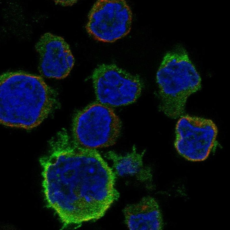 CCR2 Antibody Immunocytochemistry/Immunofluorescence: CCR2 Antibody [NBP3-24720]