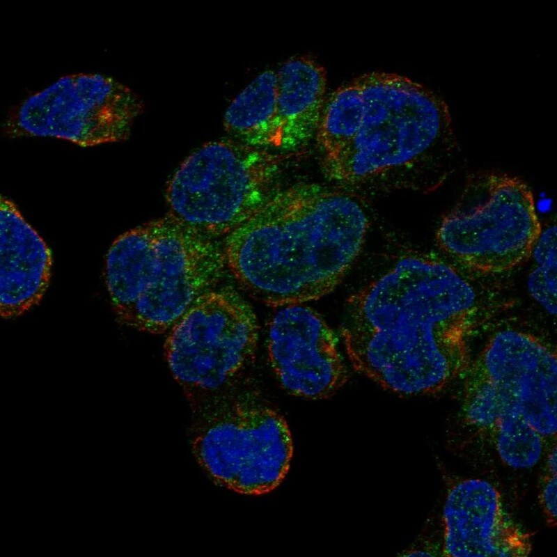 CD1c/BDCA-1 Antibody Immunocytochemistry/Immunofluorescence: CD1c/BDCA-1 Antibody [NBP3-24722]