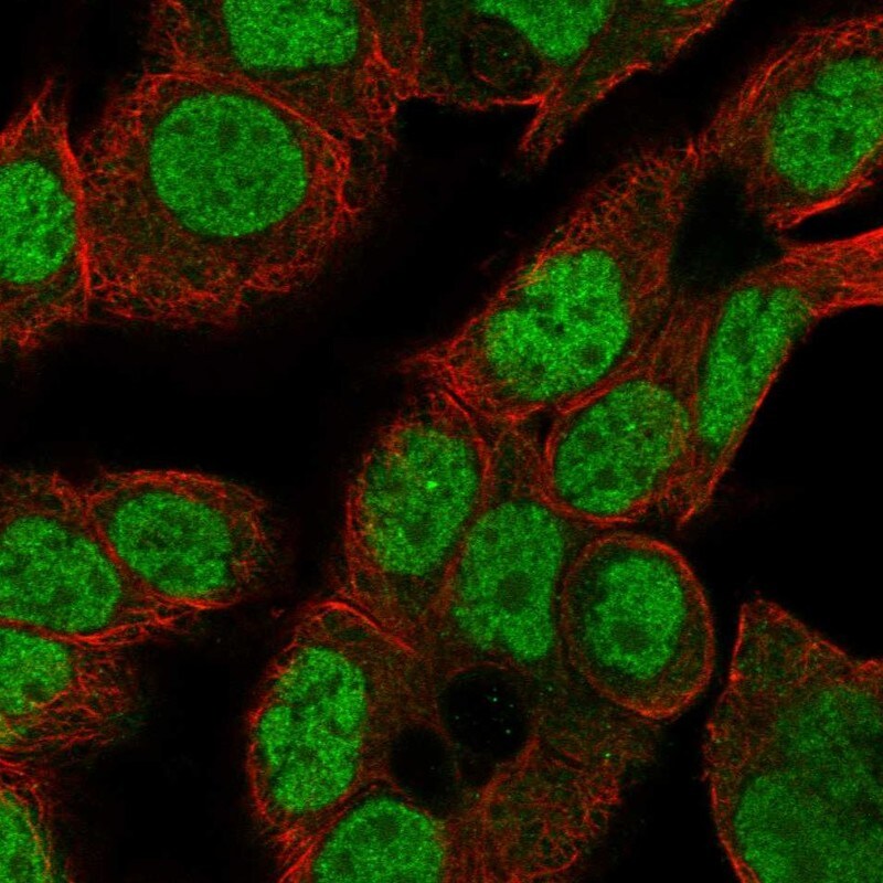 CDK2AP2 Antibody - BSA Free Immunocytochemistry/ Immunofluorescence: CDK2AP2 Antibody - BSA Free [NBP3-24727]