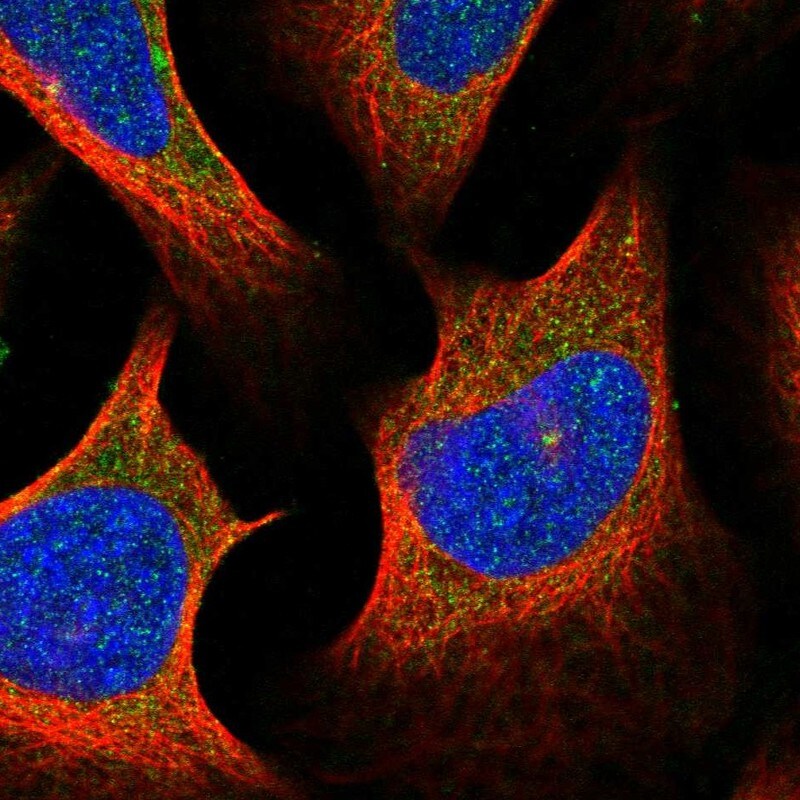 Centrin 2 Antibody Immunocytochemistry/Immunofluorescence: Centrin 2 Antibody [NBP3-24734]