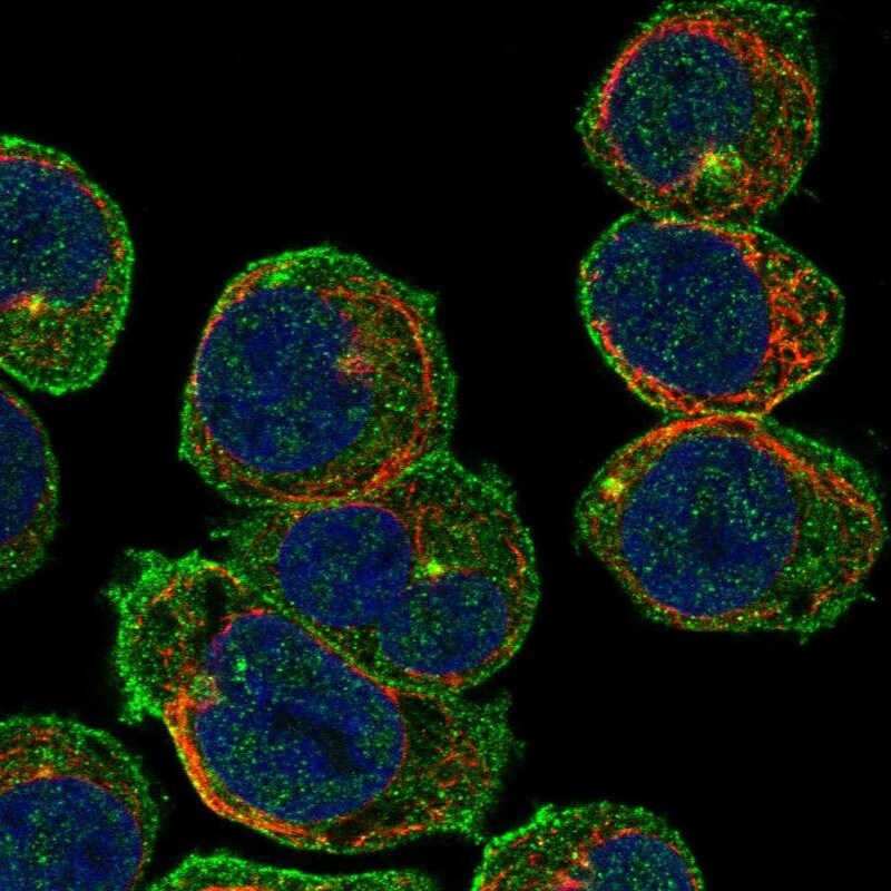 CEP63 Antibody Immunocytochemistry/Immunofluorescence: CEP63 Antibody [NBP3-24736]