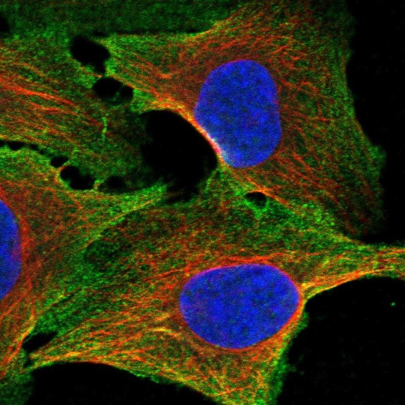 CFAP97D1 Antibody - BSA Free Immunocytochemistry/ Immunofluorescence: CFAP97D1 Antibody - BSA Free [NBP3-24737]