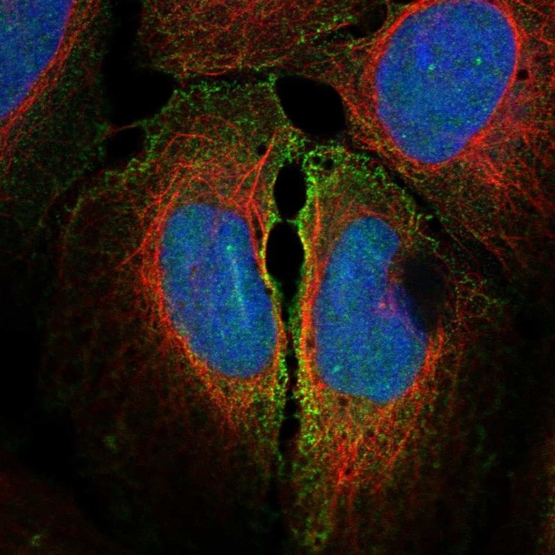 Connexin 45/GJC1 Antibody - BSA Free Immunocytochemistry/ Immunofluorescence: Connexin 45/GJC1 Antibody - BSA Free [NBP3-24760]
