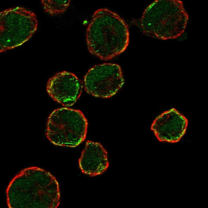 OR13C9 Antibody Immunocytochemistry/Immunofluorescence: OR13C9 Antibody [NBP3-24780]