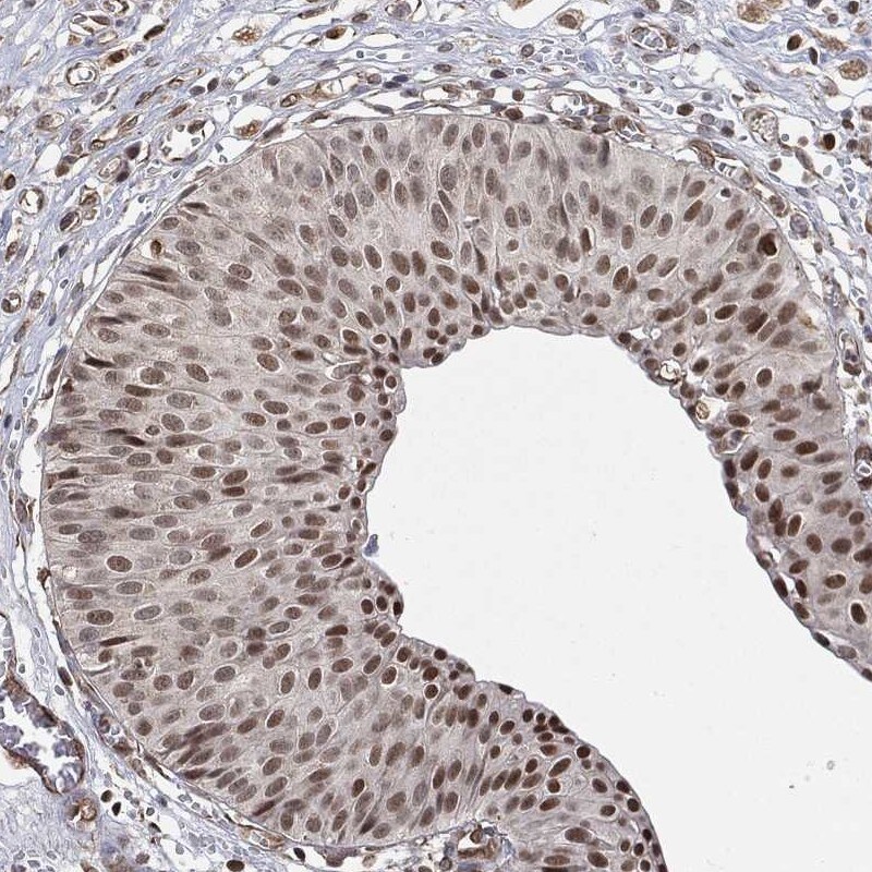 PRPK Antibody Immunohistochemistry-Paraffin: PRPK Antibody [NBP3-24799]