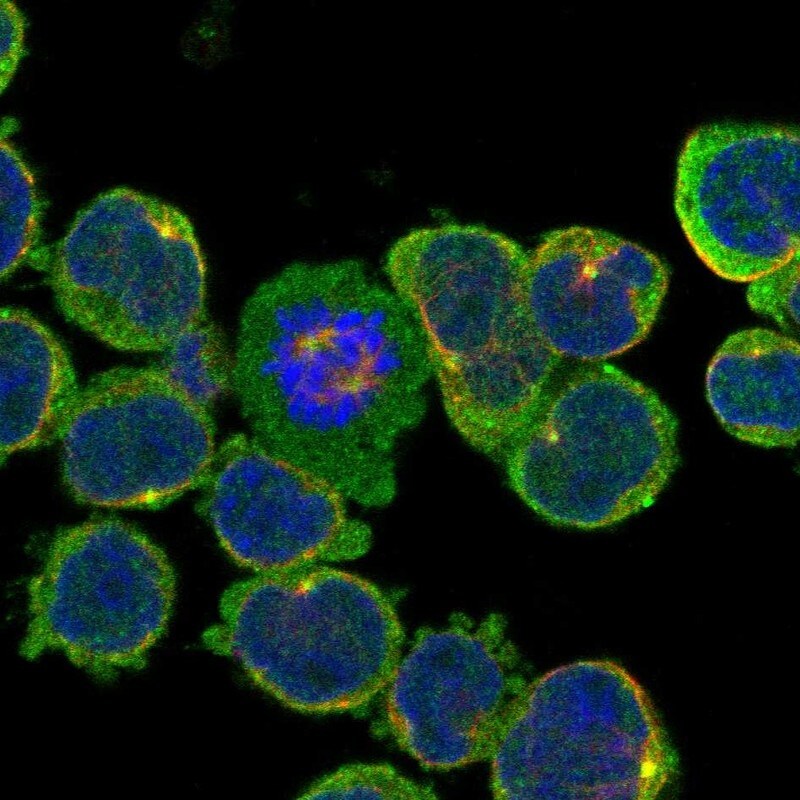 ECM2 Antibody - BSA Free Immunocytochemistry/ Immunofluorescence: ECM2 Antibody - BSA Free [NBP3-24808]