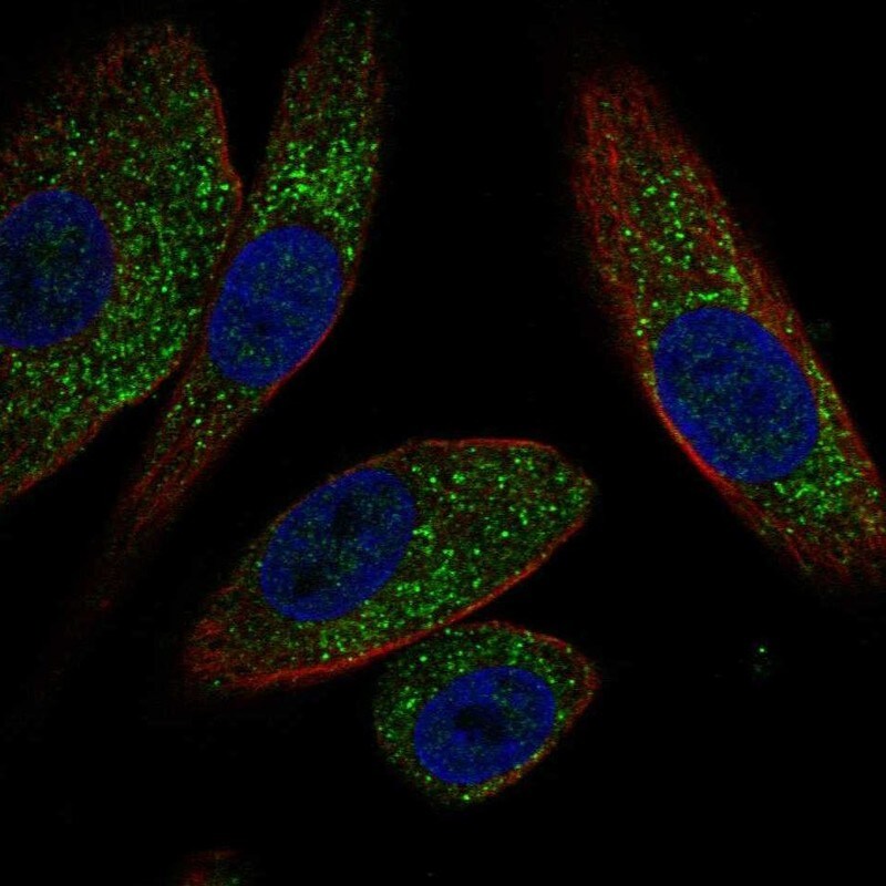 EFHB Antibody Immunocytochemistry/Immunofluorescence: EFHB Antibody [NBP3-24810]