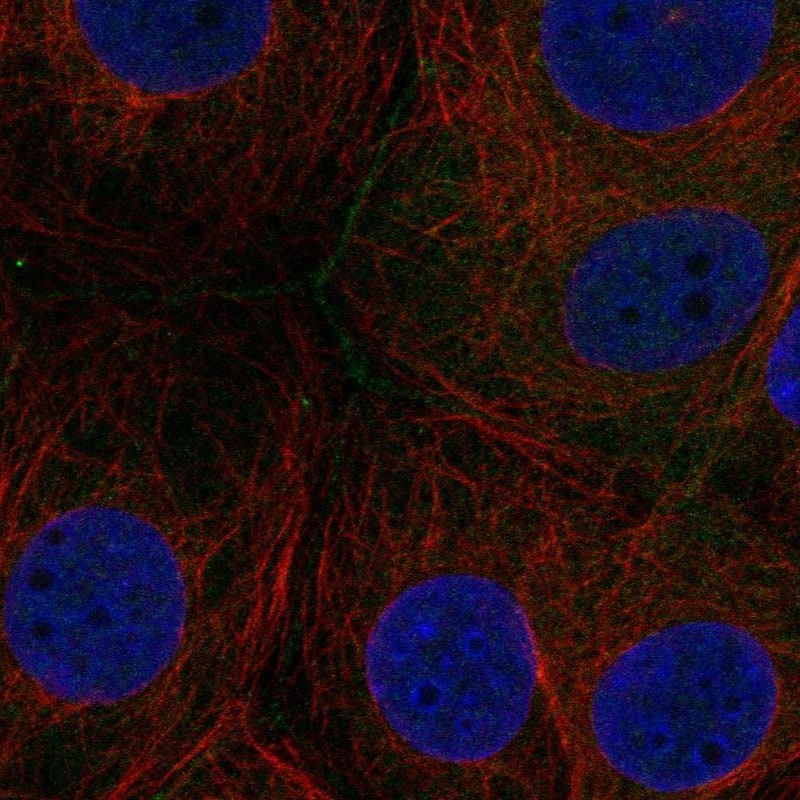 FAM209A Antibody Immunocytochemistry/Immunofluorescence: FAM209A Antibody [NBP3-24831]