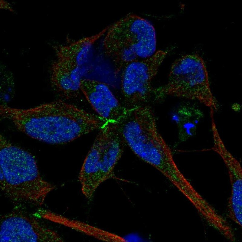 FAT3 Antibody Immunocytochemistry/Immunofluorescence: FAT3 Antibody [NBP3-24841]