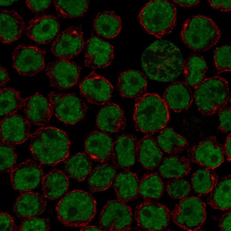 FIP1L1 Antibody Immunocytochemistry/Immunofluorescence: FIP1L1 Antibody [NBP3-24848]