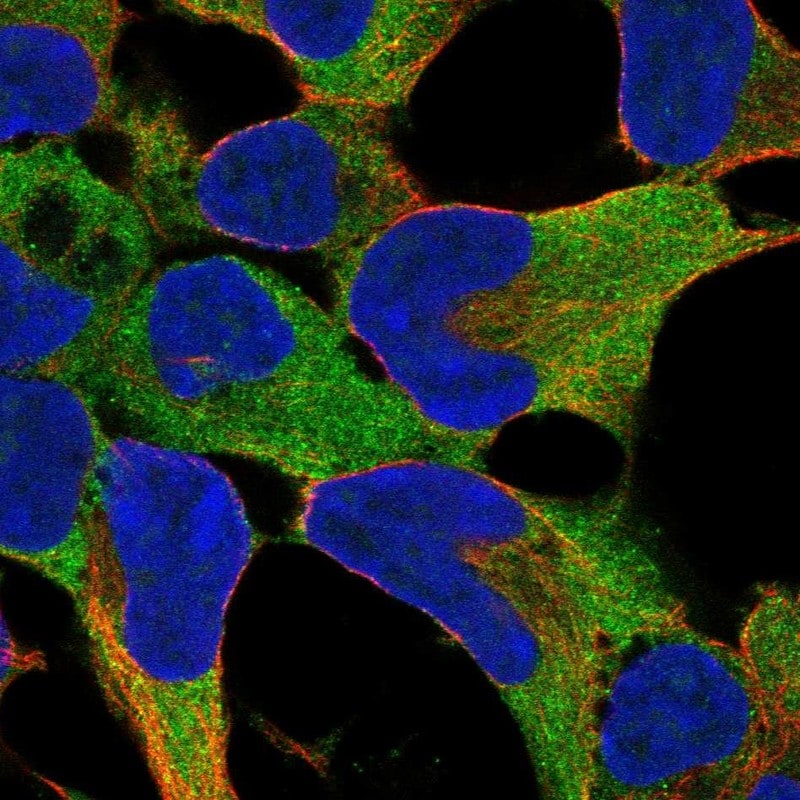 FNDC8 Antibody Immunocytochemistry/Immunofluorescence: FNDC8 Antibody [NBP3-24852]