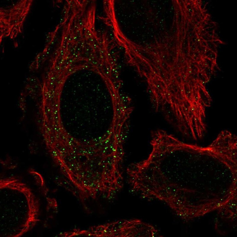 FTCDNL1 Antibody Immunocytochemistry/Immunofluorescence: FTCDNL1 Antibody [NBP3-24857]