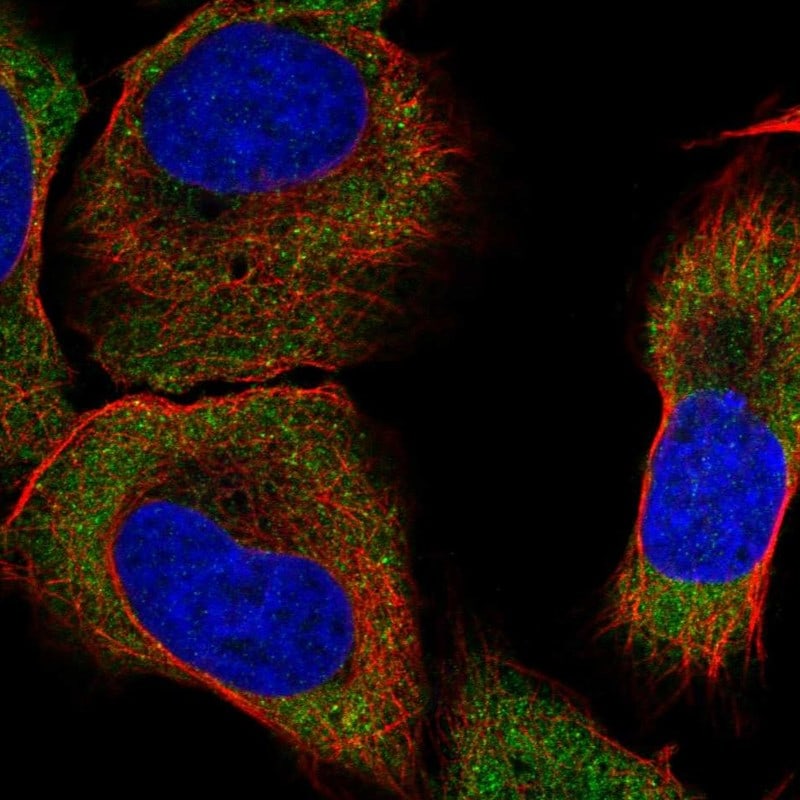 GKAP/DLGAP1 Antibody Immunocytochemistry/Immunofluorescence: GKAP/DLGAP1 Antibody [NBP3-24868]