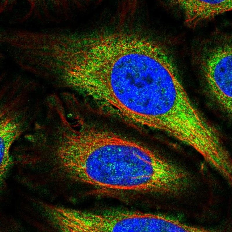 GPR157 Antibody Immunocytochemistry/Immunofluorescence: GPR157 Antibody [NBP3-24883]