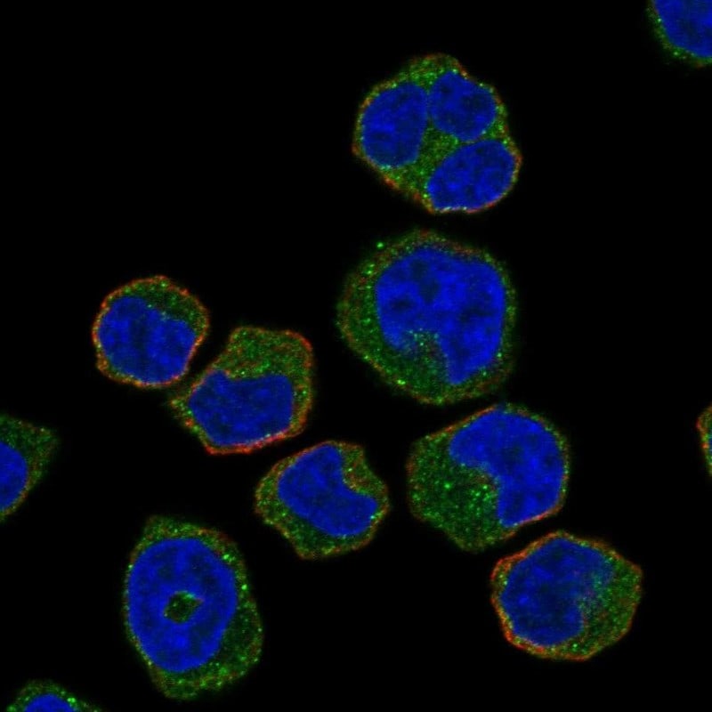 Hck Antibody Immunocytochemistry/Immunofluorescence: Hck Antibody [NBP3-24893]