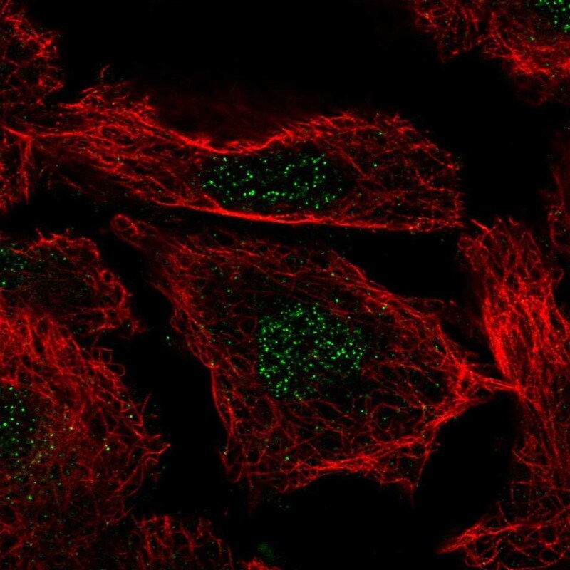 Histone H3.3B Antibody Immunocytochemistry/Immunofluorescence: Histone H3.3B Antibody [NBP3-24899]