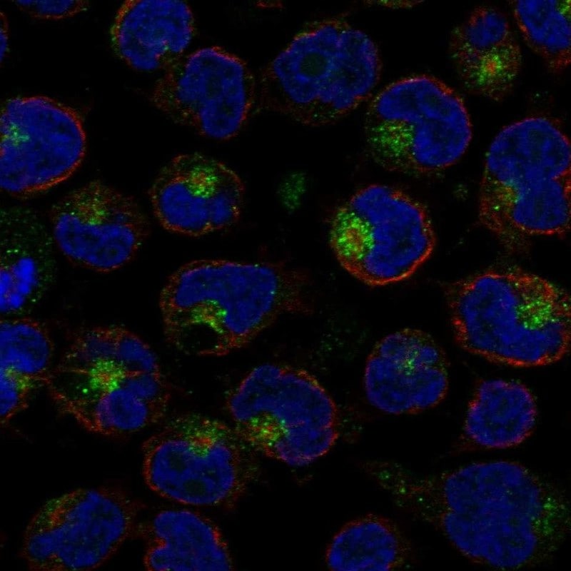 IL-26/AK155 Antibody Immunocytochemistry/Immunofluorescence: IL-26/AK155 Antibody [NBP3-24912]