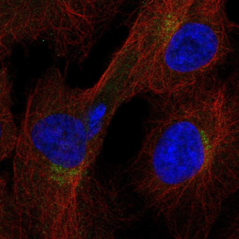 ITFG1 Antibody - BSA Free Immunocytochemistry/ Immunofluorescence: ITFG1 Antibody - BSA Free [NBP3-24924]