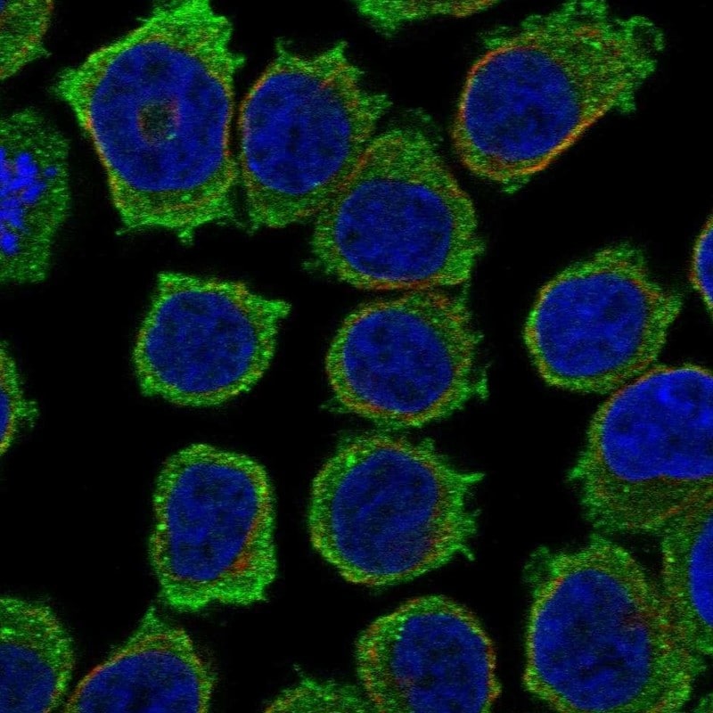 ITK Antibody Immunocytochemistry/Immunofluorescence: ITK Antibody [NBP3-24925]