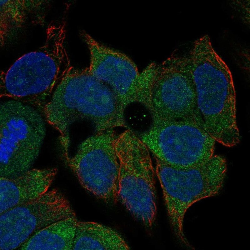 KCNN4 Antibody - BSA Free Immunocytochemistry/ Immunofluorescence: KCNN4 Antibody - BSA Free [NBP3-24935]