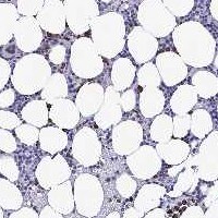 MFSD4 Antibody Immunohistochemistry-Paraffin: MFSD4 Antibody [NBP3-24982]