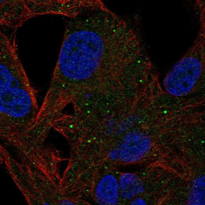 MMP-8 Antibody - BSA Free Immunocytochemistry/ Immunofluorescence: MMP-8 Antibody - BSA Free [NBP3-24986]
