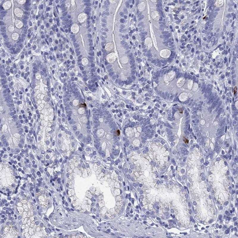Motilin Antibody Immunohistochemistry-Paraffin: Motilin Antibody [NBP3-24990]
