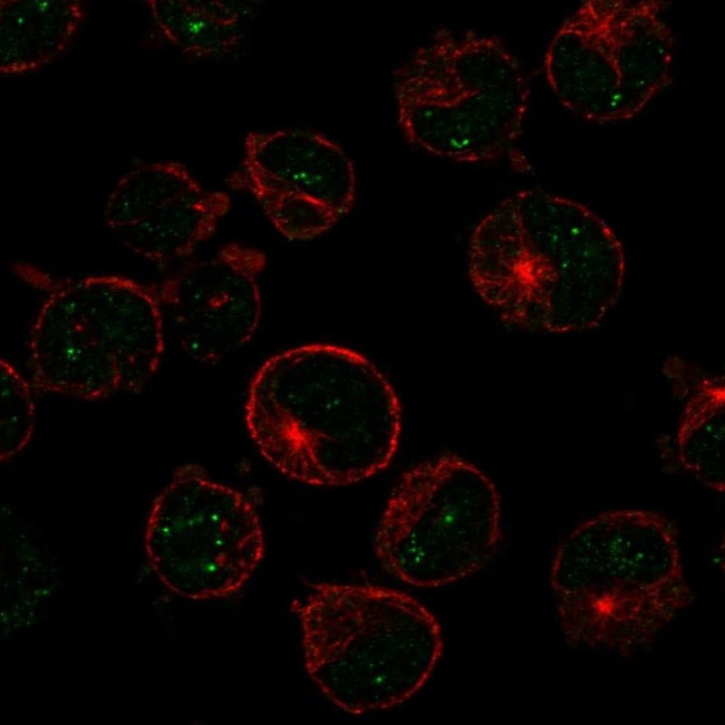 MSH5 Antibody Immunocytochemistry/Immunofluorescence: MSH5 Antibody [NBP3-24995]