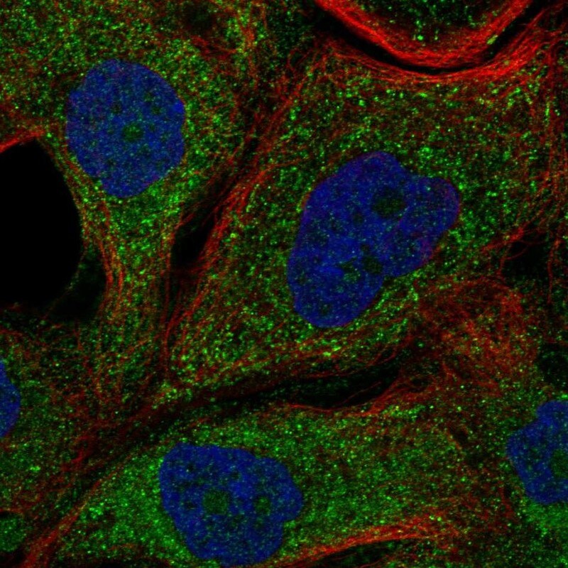 NDRG4 Antibody - BSA Free Immunocytochemistry/ Immunofluorescence: NDRG4 Antibody [NBP3-25006]