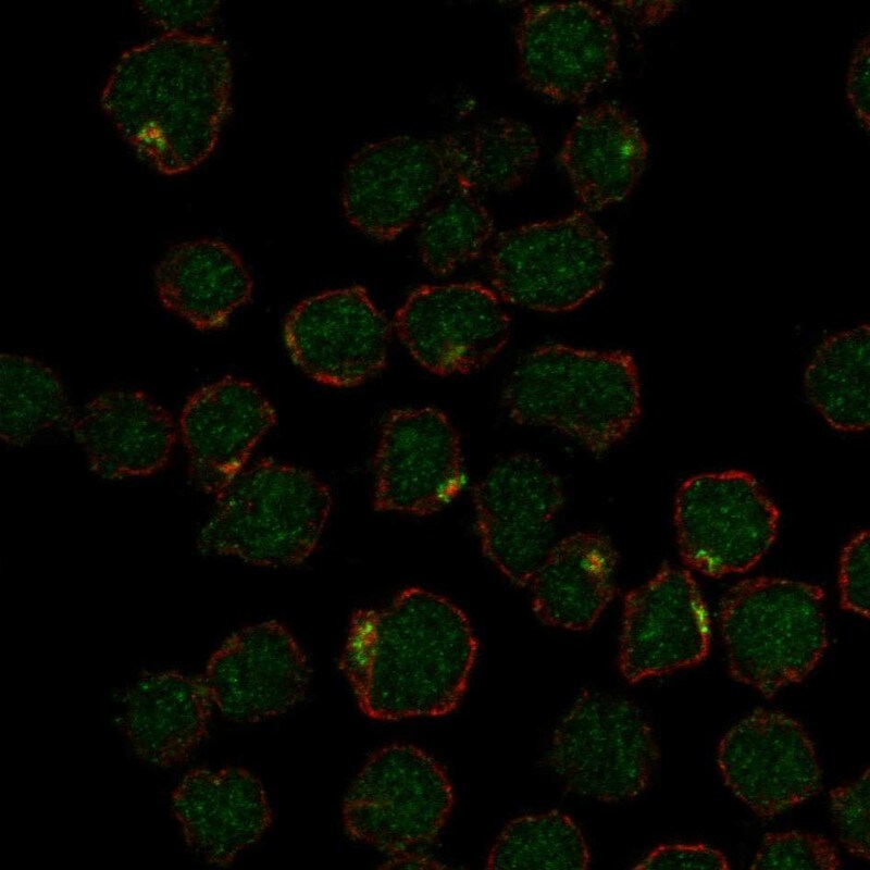NKAPL Antibody Immunocytochemistry/Immunofluorescence: NKAPL Antibody [NBP3-25017]