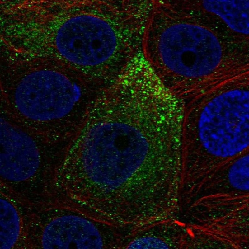 NOXRED1 Antibody Immunocytochemistry/Immunofluorescence: NOXRED1 Antibody [NBP3-25022]