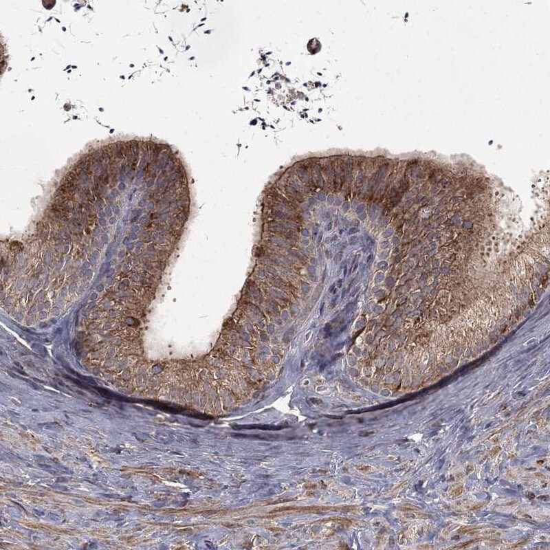 OLFML1 Antibody Immunohistochemistry-Paraffin: OLFML1 Antibody [NBP3-25029]