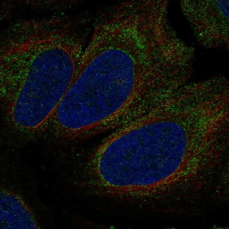 P2X1/P2RX1 Antibody Immunocytochemistry/Immunofluorescence: P2X1/P2RX1 Antibody [NBP3-25034]
