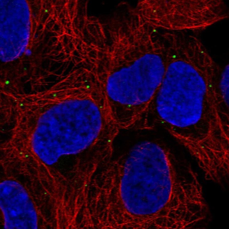 Peroxiredoxin 3 Antibody Immunocytochemistry/Immunofluorescence: Peroxiredoxin 3 Antibody [NBP3-25048]