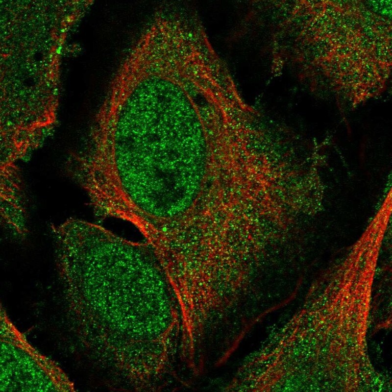 Pirin Antibody Immunocytochemistry/Immunofluorescence: Pirin Antibody [NBP3-25053]