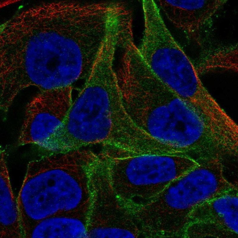 PPFIBP1 Antibody Immunocytochemistry/Immunofluorescence: PPFIBP1 Antibody [NBP3-25063]